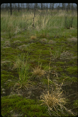 Scirpus longii