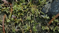 Hyocomium armoricum