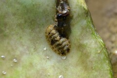 Lepidochitona cinerea