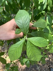 Clethra alnifolia