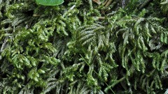 Hyocomium armoricum