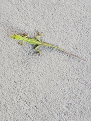 Anolis carolinensis