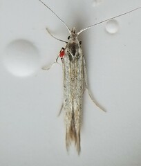 Coleophora quadruplex