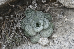 Bukiniczia cabulica