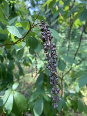 Clethra alnifolia
