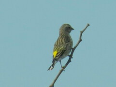 Crithagra atrogularis semideserti