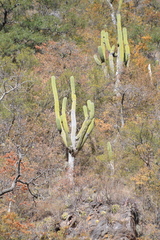 Trichocereus terscheckii