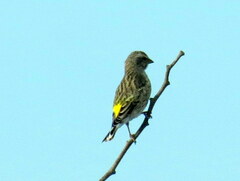 Crithagra atrogularis semideserti