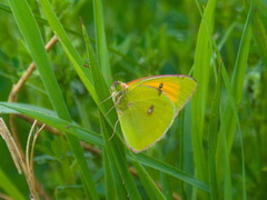 Colias heos