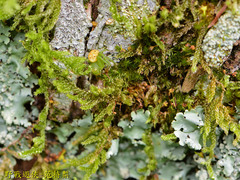 Aoaraneus pentagrammicus
