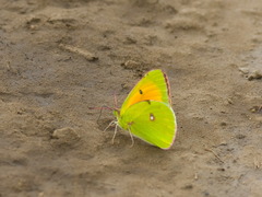 Colias heos