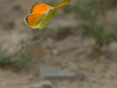Colias heos