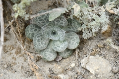 Bukiniczia cabulica