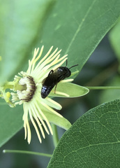 Protandrena passiflorae