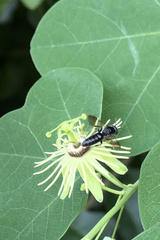 Protandrena passiflorae