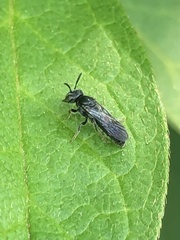 Protandrena passiflorae