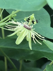 Protandrena passiflorae