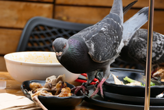 Columba livia domestica