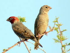 Red-Headed Finch photo 3