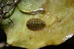 Lepidochitona cinerea