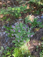 Astragalus bourgovii
