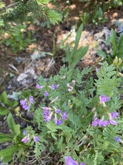 Astragalus bourgovii