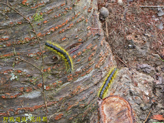 Phalera flavescens