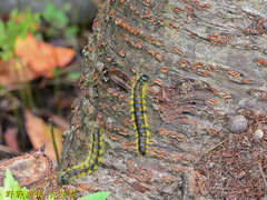 Phalera flavescens