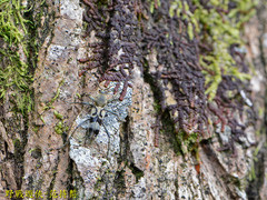 Chlorophorus signaticollis