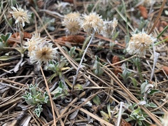 Antennaria marginata
