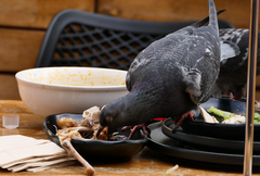 Columba livia domestica