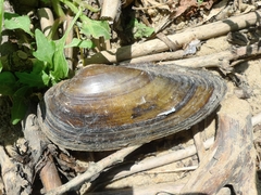 Unio pictorum