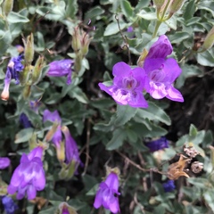 Penstemon montanus montanus