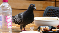Columba livia domestica