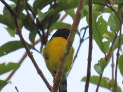 Euphonia anneae