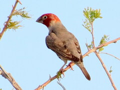 Red-Headed Finch photo 5