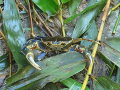 Demanietta khirikhan