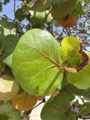 Coccoloba uvifera