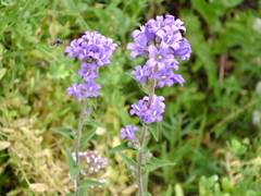 Campanula glomerata farinosa