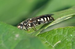 Myzinum obscurum
