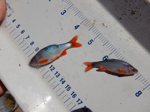 Red shiner (Cyprinella lutrensis) — Cyprinidae