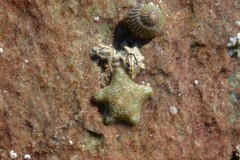 Austrominius modestus