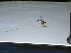 Megarhyssa atrata