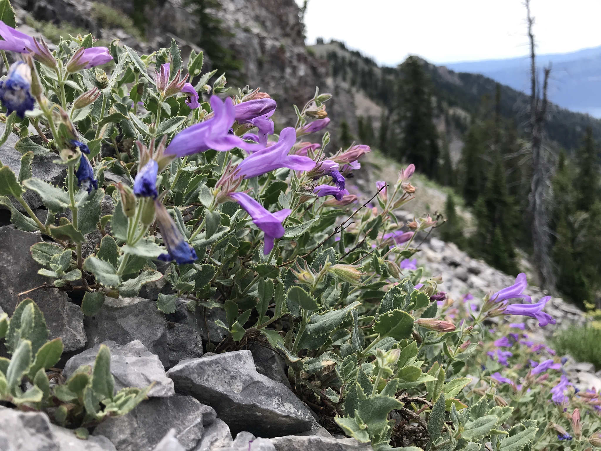 Penstemon montanus var. montanus