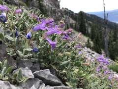 Penstemon montanus montanus