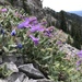 Penstemon montanus montanus - Photo (c) Stephanie, algunos derechos reservados (CC BY-NC-ND), subido por Stephanie