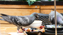 Columba livia domestica