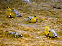 Pterocles bicinctus bicinctus