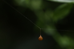 Theridiosoma