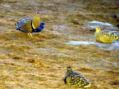 Pterocles bicinctus bicinctus